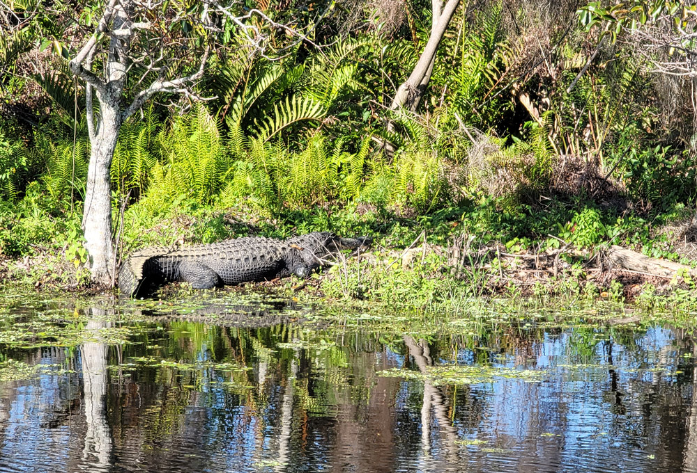 Hi from lovely South Florida! The beach is here, and our Magical Everglades as well